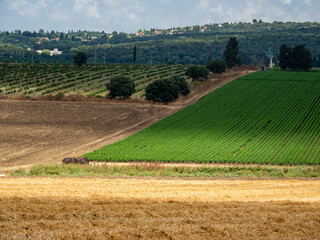 Fototapeta na wymiar Agricultural fields in the north of Israel. Landscape.