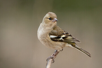 Common chaffinch female