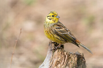 yellowhammer on the branch