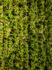 Aerial view of a palm tree plantation, in Nakhon Pathom, Thailand