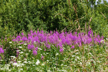 Naklejka premium lupine flowers in spring or summer, close up