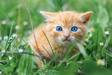 Cute scared red kitten in the garden among the green grass