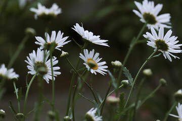 Bunch of the Daisy flowers against the dark background