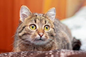 Cute striped cat with an attentive look and big eyes in the room