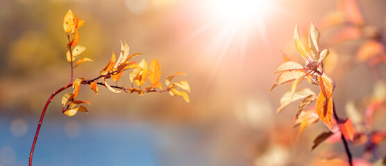 Autumn view with colorful leaves on tree branches near the river in sunny weather. Autumn background