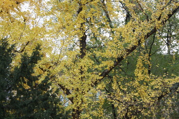 lichen on tree