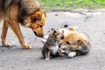 A little brown puppy is playing with his mother dog