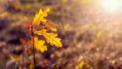 Oak branch with yellow leaves in the forest on a blurred background in sunny weather