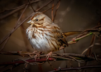 Chipping sparrow in winter puffed up staying warm