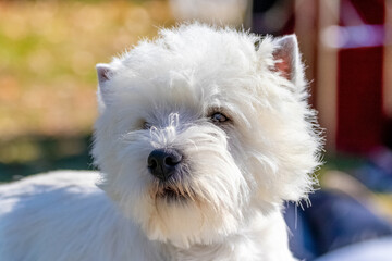 Dog breed west highland white terrier close up outside in sunny weather