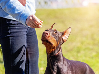 Doberman dog picks food from the hand of the mistress
