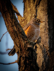 Robin early bird early morning