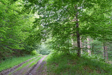 Forest road in lush forest. Navarrese Pyrenees