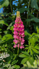 Lupinus polyphyllus