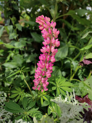 Lupinus polyphyllus