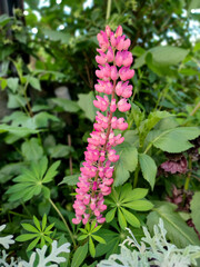 Lupinus polyphyllus