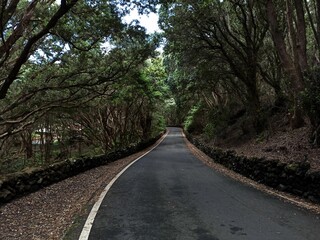 Fototapeta na wymiar Views from Terceira Island towards the ocean through and through the vegetation