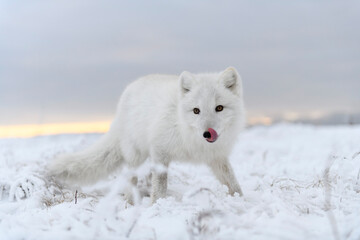  Wild arctic fox (Vulpes Lagopus) in tundra in winter time. White arctic fox.