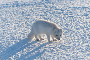  Wild arctic fox (Vulpes Lagopus) in tundra in winter time. White arctic fox.