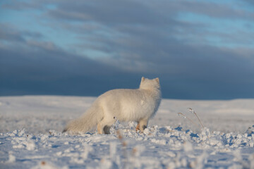  Wild arctic fox (Vulpes Lagopus) in tundra in winter time. White arctic fox.