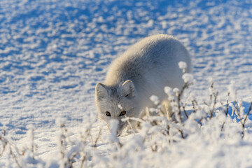  Wild arctic fox (Vulpes Lagopus) in tundra in winter time. White arctic fox.