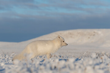 Naklejka premium Wild arctic fox (Vulpes Lagopus) in tundra in winter time. White arctic fox.