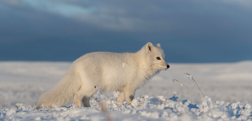 Obraz na płótnie Canvas Wild arctic fox (Vulpes Lagopus) in tundra in winter time. White arctic fox.