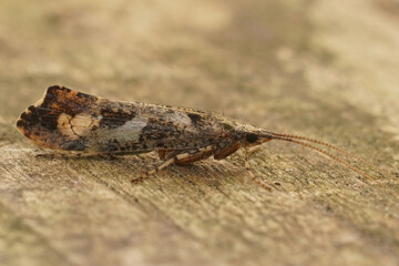 Closeup on a common caddisfly, Glyphotaelius pellucidus sitting on wood