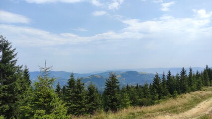 forest in the mountains and sky