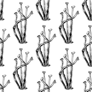 Sketch of Cladonia fimbriata. Gray deer lichen or deer moss (Cladonia rangiferina), a species of lichen in the family Cladoniaceae. Hand drawn botanical seamless pattern.