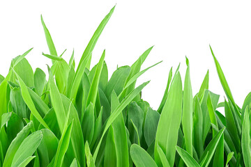 Germinated seeds of corn isolated on a white background. Corn sprouts. Green grass.