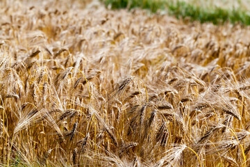 agricultural field with mature golden yellow cereals
