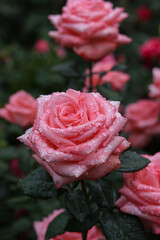 pink roses in the garden
