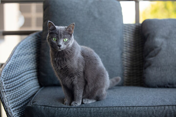 Chat domestique Chartreux  