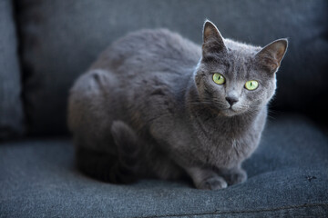 Chat domestique Chartreux  