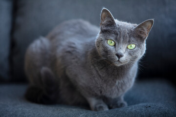 Chat domestique Chartreux  