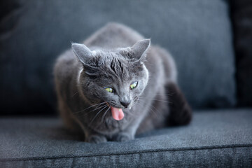 Chat domestique Chartreux  