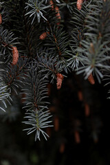 christmas tree branches