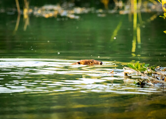 Biber am Marchfeldkanal, Wien, Österreich