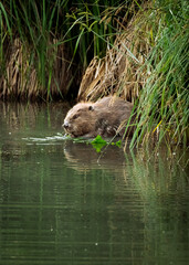 Biber am Marchfeldkanal, Wien, &Ouml;sterreich