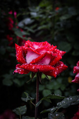 red rose close up under the rain