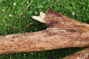 wooden log damaged by bark beerle . felled tree