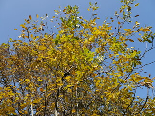 yellow leaves against sky