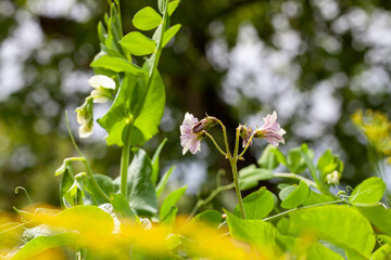 blooming peas on an agricultural field in the summer