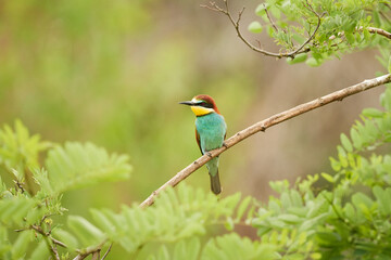 European bee-eater (Merops apiaster) perched on a tree branch with green leaves