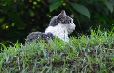 gato listo para cazar en las montañas