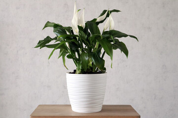 Houseplant on a wooden stand against a white wall.