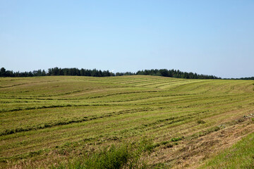 Fototapeta na wymiar agricultural field with mature golden yellow cereals