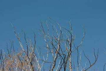 Withered tree branches against the blue summer sky.