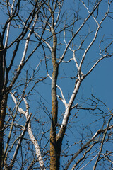Obraz premium withered tree on a warm summer day under a blue sky.